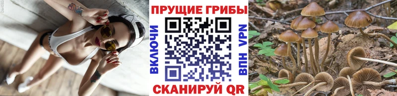 Галлюциногенные грибы мицелий  купить   Бежецк 